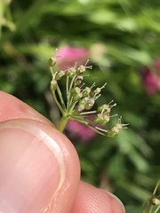 Pimpinella major