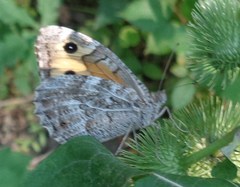 Hipparchia volgensis