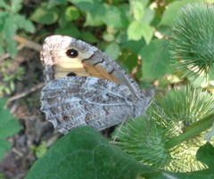 Hipparchia volgensis