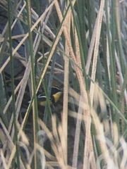 Tachuris rubrigastra