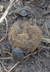 Gymnopleurus mopsus