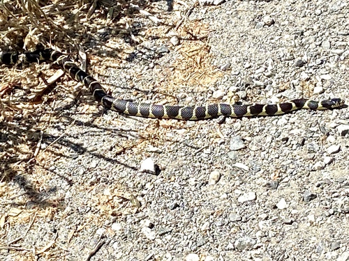 iNaturalist observation photo of California King Snake