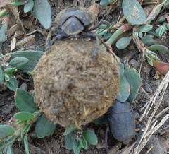 Gymnopleurus mopsus