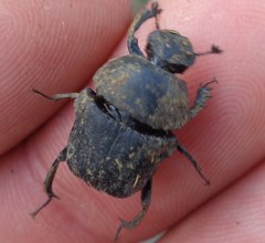 Gymnopleurus mopsus