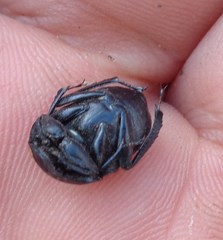 Gymnopleurus mopsus