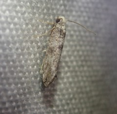 Swammerdamia pyrella