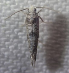Swammerdamia pyrella