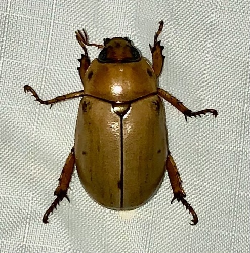 Grapevine beetle