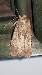 Rhyacia simulans