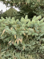 Picea glehnii