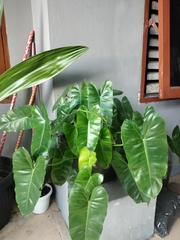 Philodendron burle-marxii