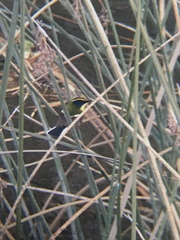 Tachuris rubrigastra