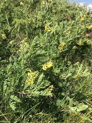 Astragalus penduliflorus