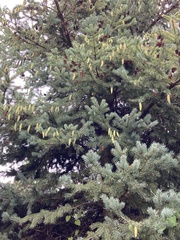 Picea glehnii