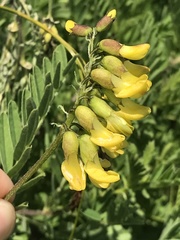 Astragalus penduliflorus