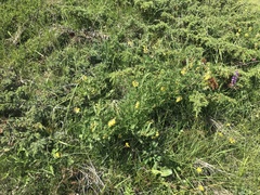Astragalus penduliflorus