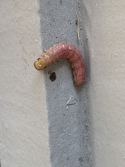 Litoprosopus coachella