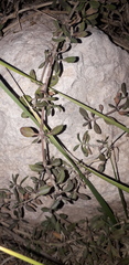 Phyla nodiflora nodiflora