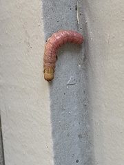 Litoprosopus coachella