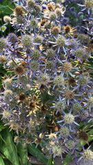 Eryngium amethystinum
