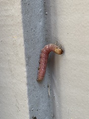 Litoprosopus coachella