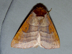 Datana major