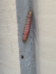 Litoprosopus coachella