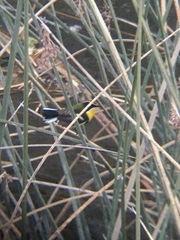 Tachuris rubrigastra