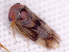 Macropsis bifasciata