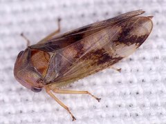 Macropsis bifasciata