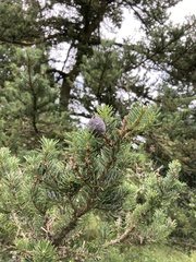 Abies homolepis