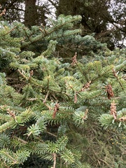 Abies homolepis