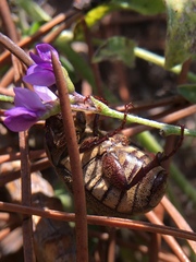Phyllophaga lanceolata