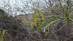 Populus fremontii fremontii