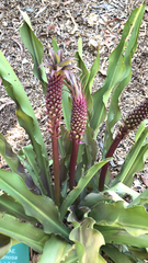 Eucomis comosa