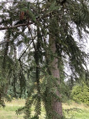 Abies numidica