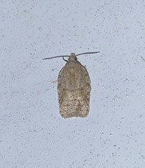 Acleris placidana