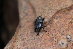 Cosmopolites sordidus