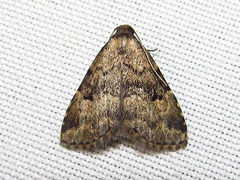 Dyspyralis illocata