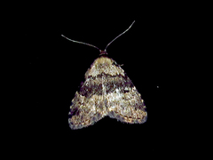 Dyspyralis illocata