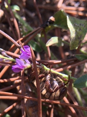 Phyllophaga lanceolata