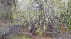 Populus fremontii fremontii