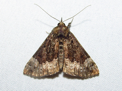 Hypena palparia