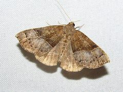 Hypena deceptalis