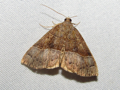 Hypena deceptalis