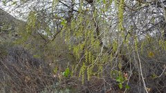 Populus fremontii fremontii