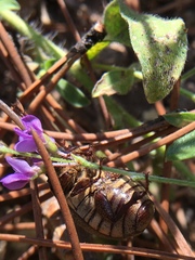 Phyllophaga lanceolata