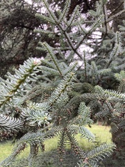 Abies pinsapo