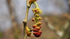 Populus fremontii fremontii