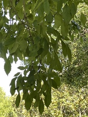 Fraxinus uhdei